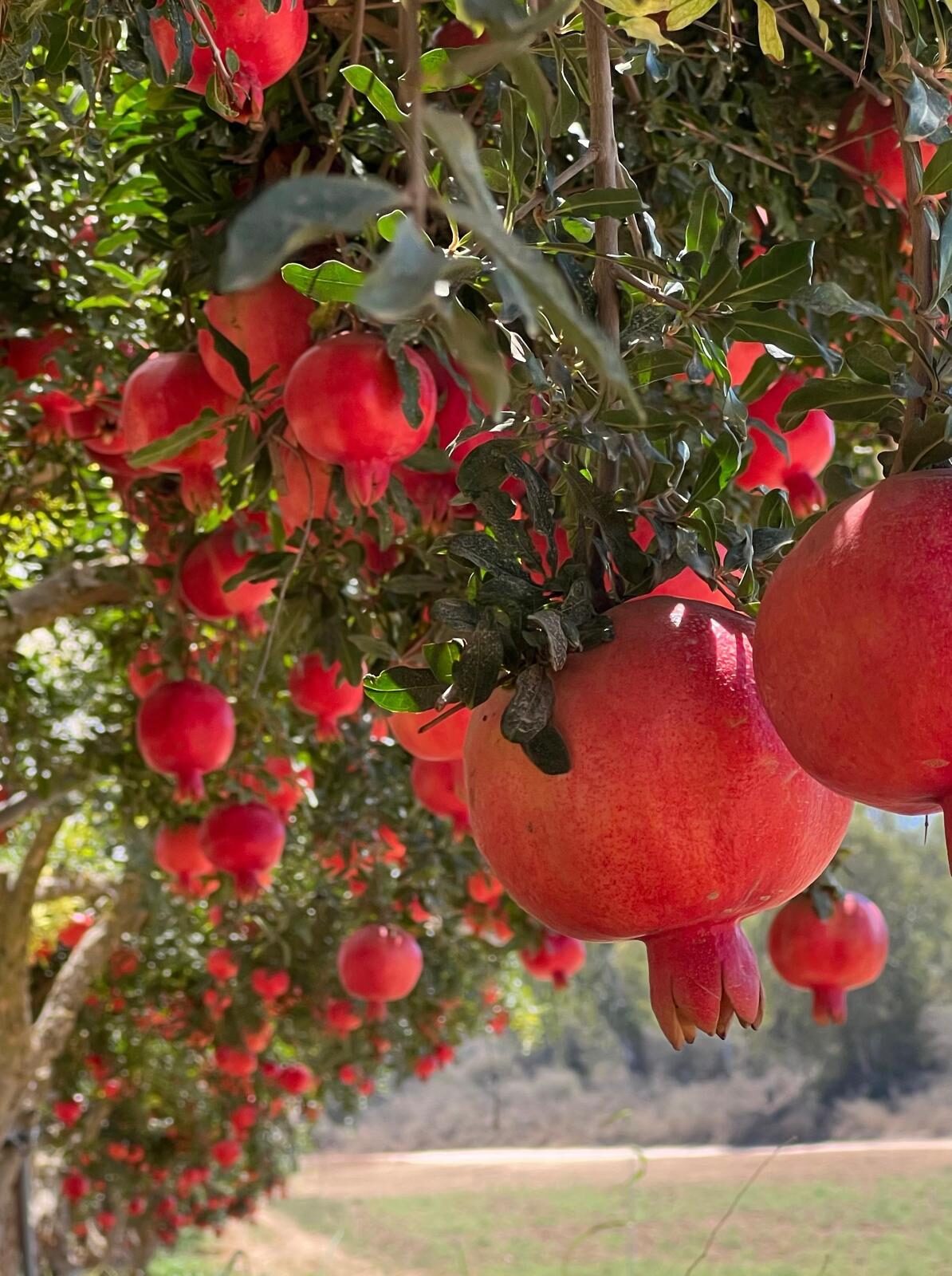 רימונים בשלים על העץ במשק בילנסקי